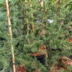 Céder úzkolistý (Cedrus libani) ´FASTIGIATA´ - výška 70-90 cm, kont. C5L 